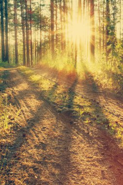 Ormanda güzel bir gün batımı