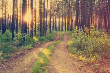 Ormandaki güzel gün batımı