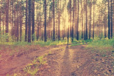 Ormanda güzel bir gün batımı