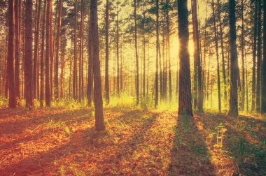 Orman parlak gün batımı