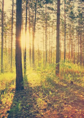 Ormanda güzel bir gün batımı