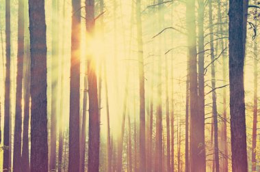 Ormanda güzel bir gün batımı