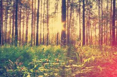 Ormanda güzel bir gün batımı