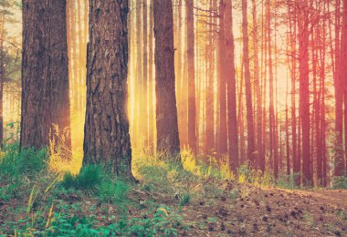 Ormanda güzel bir gün batımı