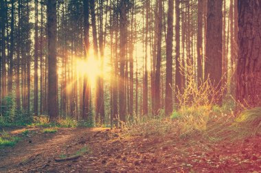 Ormandaki güzel gün batımı