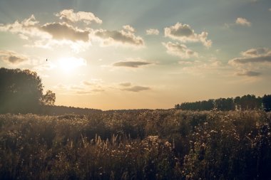 Tarlada gün batımı