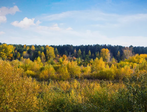 Красиві осінній ліс — стокове фото