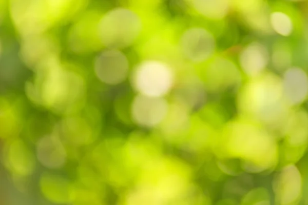 Summer green bokeh background — Stock Photo, Image