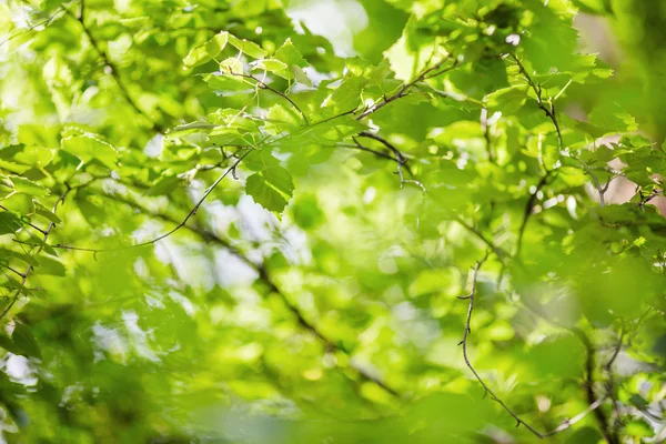 Fond vert avec des feuilles — Photo