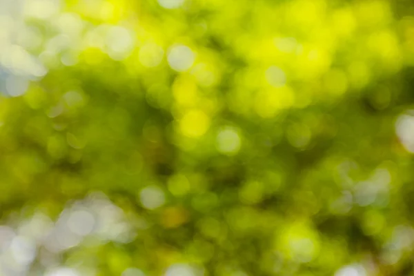 Summer green bokeh background — Stock Photo, Image