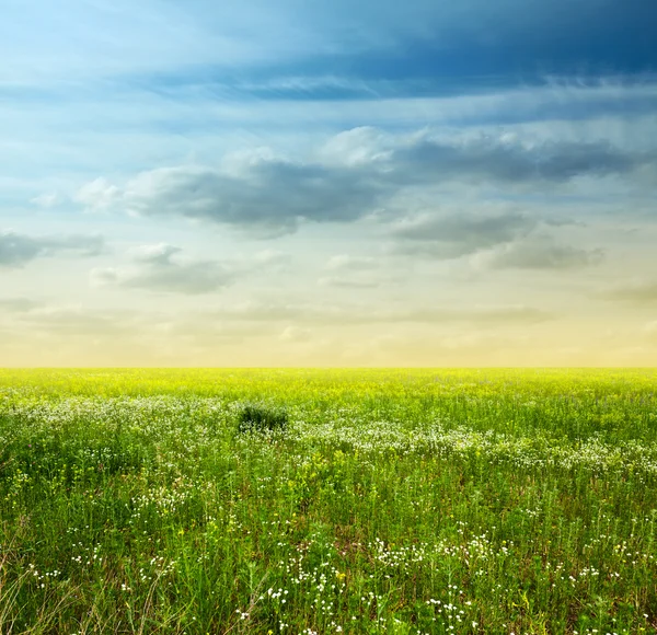 Mooie hemel en groene velden — Stockfoto