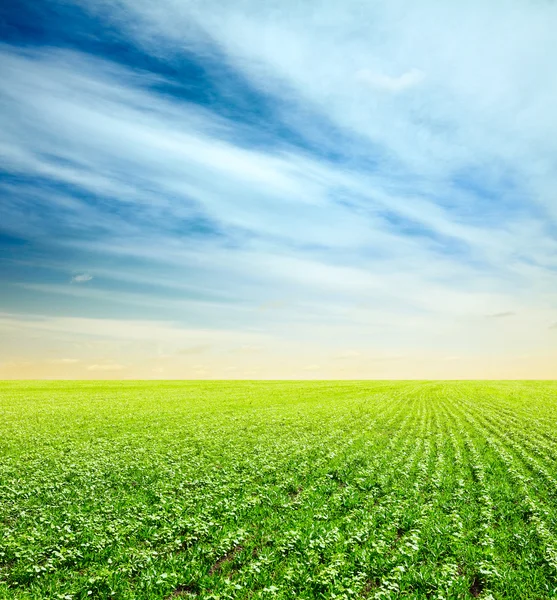 Cielo del atardecer y campos verdes — Foto de Stock