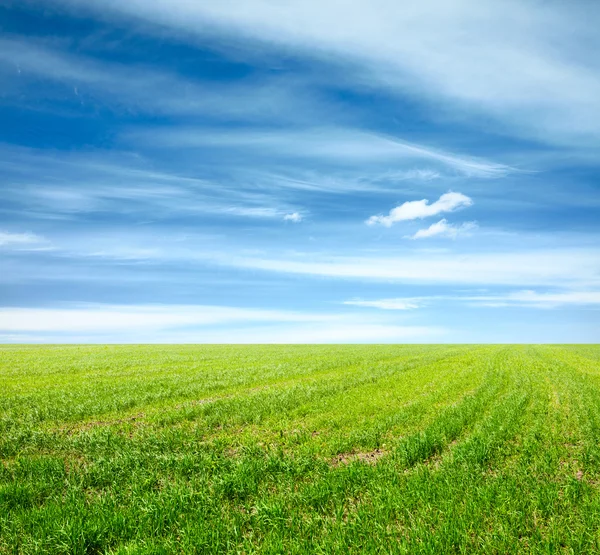 Mooie hemel en groene velden — Stockfoto