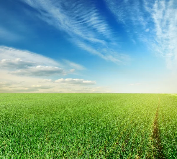 Vacker himmel och gröna fält — Stockfoto
