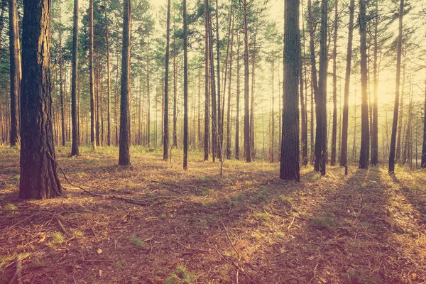 Hermosa puesta de sol en el bosque — Foto de Stock