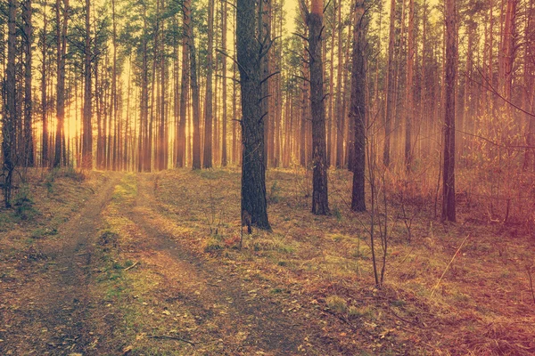 Vacker solnedgång i skogen — Stockfoto