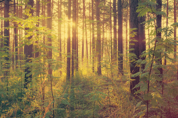 Beautiful sunset in the woods, retro film filtered, instagram style