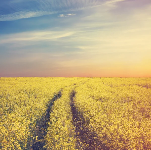 Céu e campo de colza amarelo — Fotografia de Stock