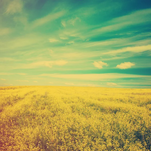 Sky en geel koolzaad veld — Stockfoto