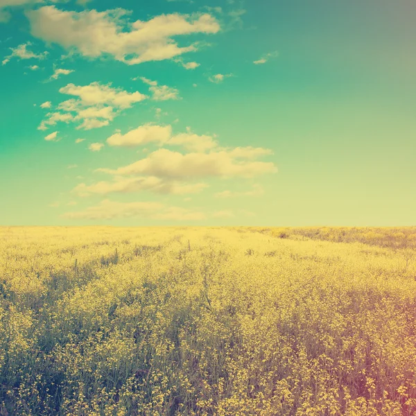 Sky and yellow rapeseed field — Stock Photo, Image