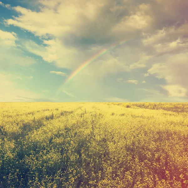 Campo di colza cielo e giallo — Foto Stock