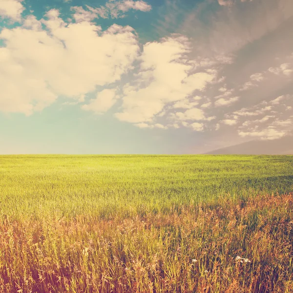 Bel cielo e campi estivi — Foto Stock