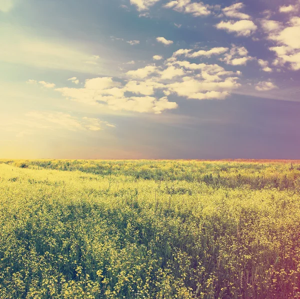 Sky and yellow rapeseed field — Stock Photo, Image