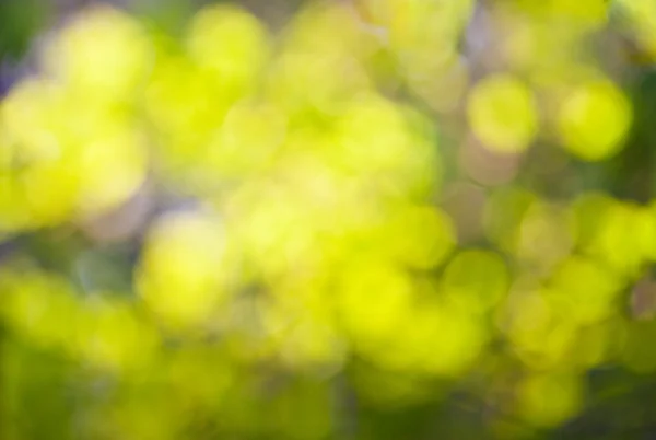 Tło zielony bokeh lato — Zdjęcie stockowe