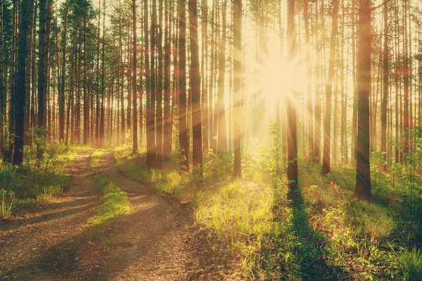 Mooie zonsondergang in het bos — Stockfoto