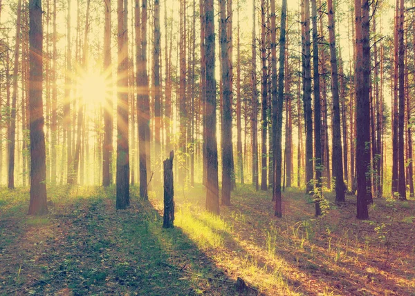 Vacker solnedgång i skogen — Stockfoto