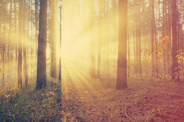 Coucher de soleil dans la forêt d'automne — Photo