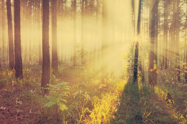 Coucher de soleil dans la forêt d'automne — Photo