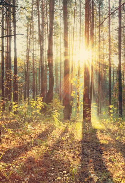 Zonsondergang in herfstbos — Stockfoto