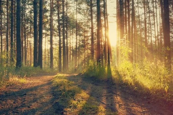 Hermosa puesta de sol en el bosque —  Fotos de Stock