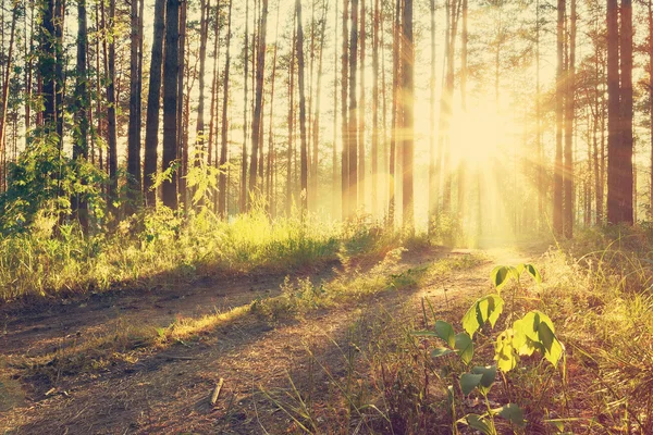 Schöner Sonnenuntergang im Wald — Stockfoto