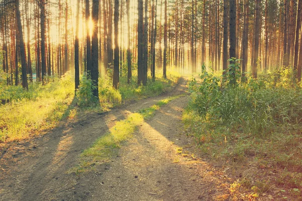 Ormanda güzel bir gün batımı