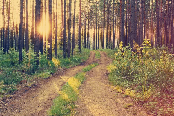 Ormandaki güzel gün batımı