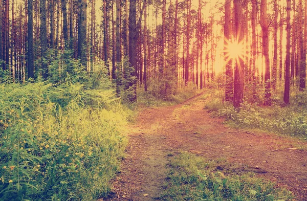 Ormandaki güzel gün batımı