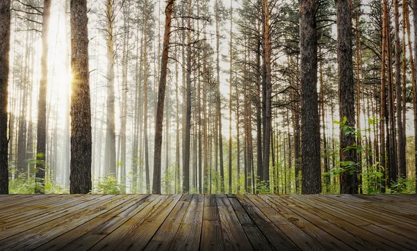 Atardecer bosque y suelo de madera —  Fotos de Stock
