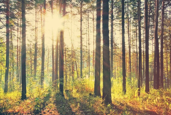 Beau coucher de soleil dans les bois — Photo