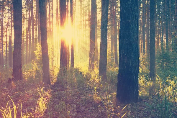 Krásný západ slunce v lese — Stock fotografie