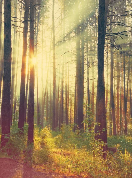 在森林里美丽的日落 — 图库照片