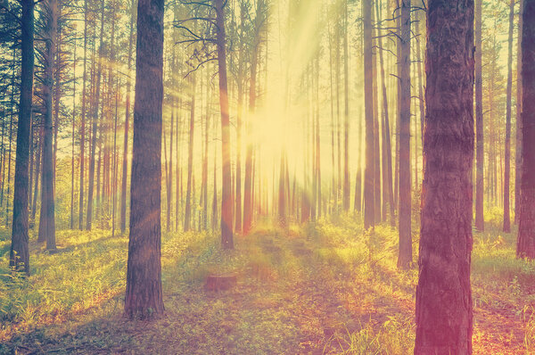 Beautiful sunset in forest, retro film filtered, instagram style