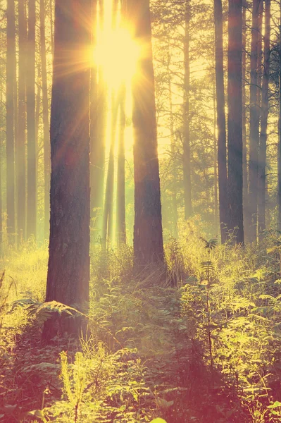 Schöner Sonnenuntergang im Wald — Stockfoto