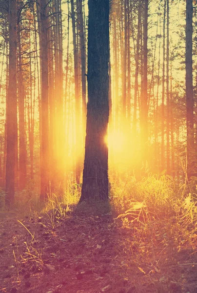 Schöner Sonnenuntergang im Wald — Stockfoto