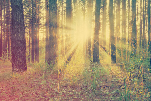 Beautiful sunset in the woods, retro film filtered, instagram style