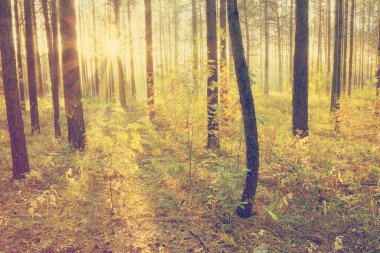 Ormanda gün batımı