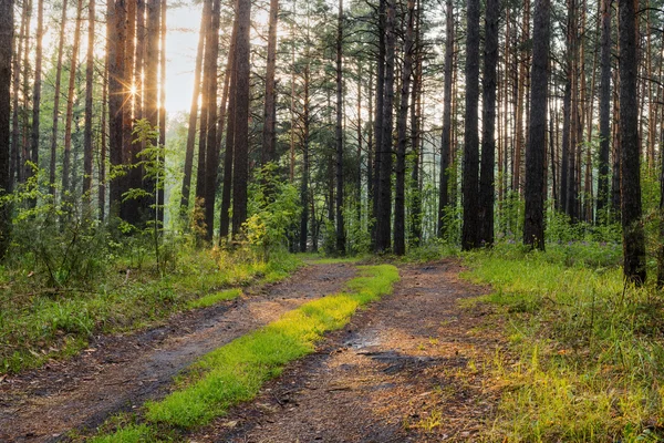 Dans les bois — Photo