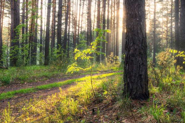 Coucher de soleil dans les bois de pins — Photo