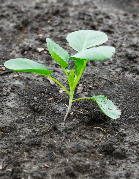 Genç lahana büyüyor